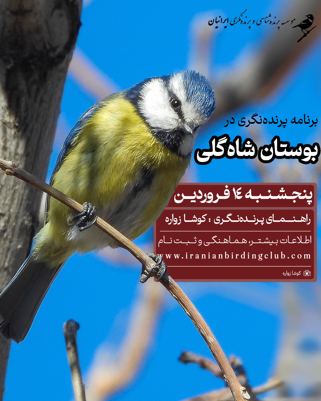 پرنده‌نگری در بوستان شاهگلی تبریز