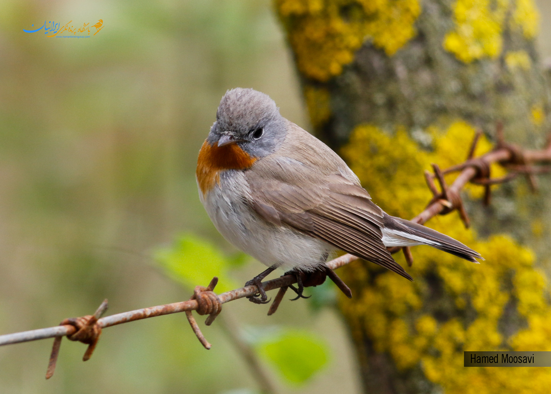 مگس گیر سینه سرخ - Red-breasted Flycatcher