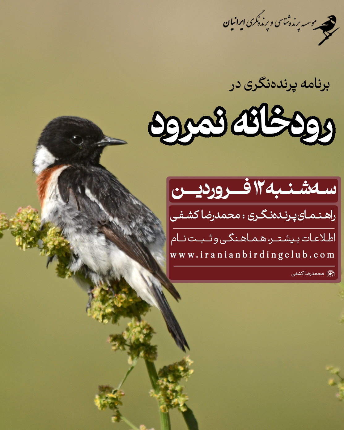 نمرود