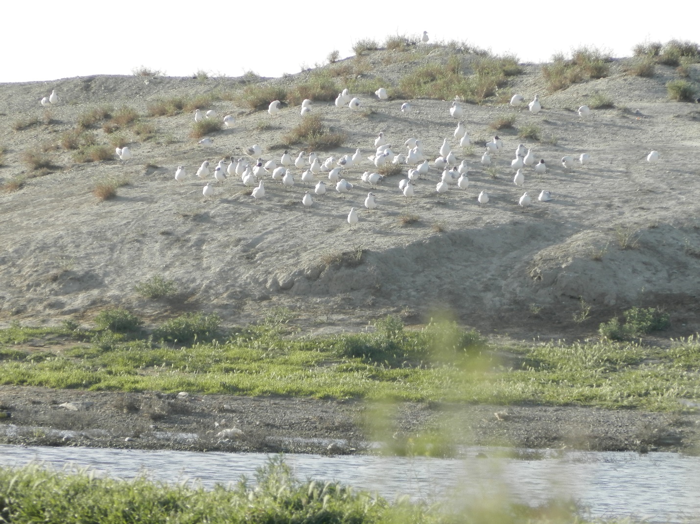 کاکایی سرسیاه