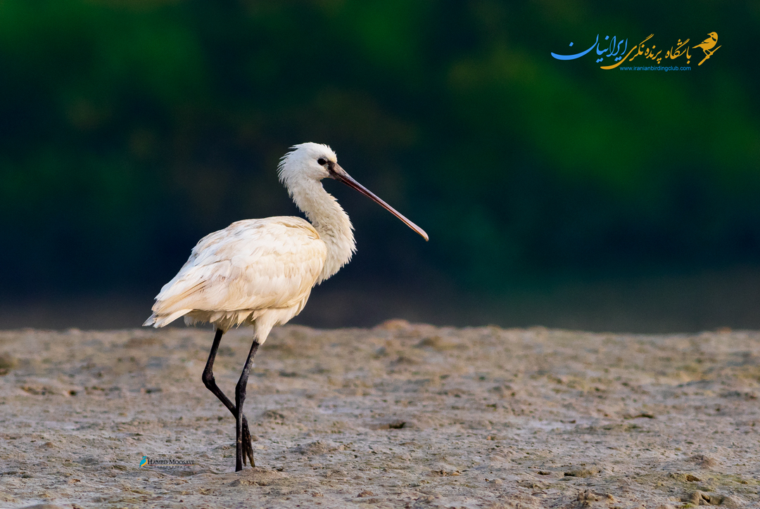 Spoonbill