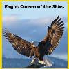 Eagle: Queen of the Skies