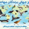 روز جهانی پرندگان مهاجر 2024 و اهمیت حشرات