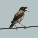 مینای خاکستری- پرنده جدید برای ایران