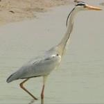 اگرت