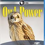   Owl Power