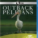 Outback Pelicans