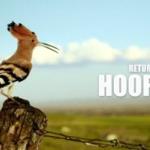 Return of the Hoopoe