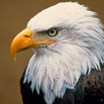 Bird of Prey