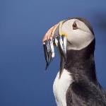  Seabirds