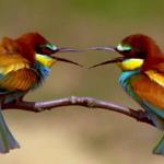 Real Angry Birds