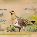 دومین مسابقه سال عکاسی حیات وحش
