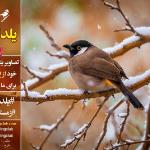 گالری عکس های زمستان و پرنده سال 98