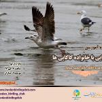 آشنایی با خانواده کاکایی ها 