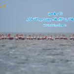 چرا روز جهانی تالابها، برای ایرانیان روزی پر افتخار است؟