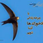 با چرخه زندگی بادخورک ها آشنا شویم