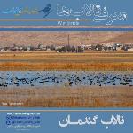 تالاب گندمان