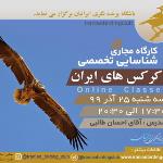 کارگاه پیشرفته شناسایی کرکس های ایران|مجازی| 25 آذر99