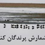 پروژه شمارش پرندگان کنارآبزی