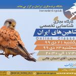 کارگاه پیشرفته شناسایی شاهین ایران|مجازی| 21 و 23 دی 99
