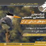 کارگاه شناسایی پرستوهای دریایی ایران | 5 اردیبهشت 1400