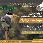 کارگاه ضبط شده شناسایی پرستوهای دریایی ایران 