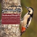 پرنده‌نگری در باغ گیاه‌شناسی | جمعه 28 دی 1403