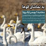 به تماشای قوها (پرنده نگری در سرخرود و بابل) | 9 بهمن 1403