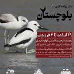 پرنده‌نگری در بلوچستان (ویژه نوروز 1404) | 29 اسفند تا 3 فروردین