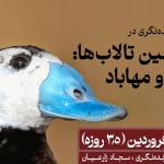 پرنده‌نگری در سرزمین تالاب ها (ویژه نوروز) | 8 تا 12 فروردین 1404