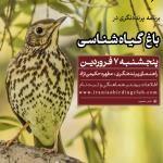 پرنده‌نگری در باغ گیاه‌شناسی | پنجشنبه 7 فروردین 1404