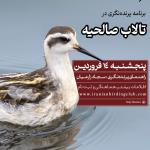 برنامه پرنده‌نگری نوروزی در تالاب صالحیه | پنجشنبه 14 فروردین 1404