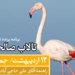 پرنده نگری در تالاب صالحیه | جمعه 12 اردیبهشت 1404