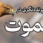 پرنده نگری در الموت | 30 خرداد 1404