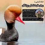 روش‌های شناسایی و ثبت پرندگان و آشنایی با کتاب‌های راهنما و نرم افزارهای پرنده‌نگری (حضوری) | 1 بهمن 1403