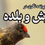 پرنده‌نگری در یوش و بلده (اجرای دوباره) | 17 مرداد 1404