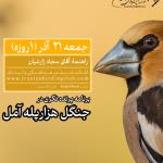 پرنده‌نگری در پارک جنگلی هیرکانی هزارپله آمل | جمعه 21 آذر 1404