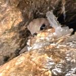 لانه بادخورک‌ها، یکی از مقاصد نهایی پلاستیک‌های معلق در آسمان