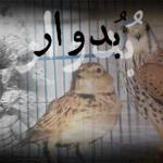 بدوار