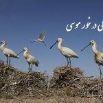 زندگی در خور موسی