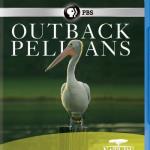 Outback Pelicans