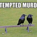  A Murder Of Crows