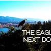 The Nature Of Things:The Eagles Next Door