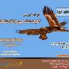 کلیات شناسایی پرندگان شکاری |مجازی| دوشنبه 30 تیرماه 99