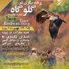 پرنده‌نگری در گلوگاه (مازندران) | سه‌شنبه 13 تا پنج‌شنبه 15 مهر 1400