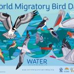 روز جهانی پرندگان مهاجر 2023 و راهکارهایی برای مشارکت