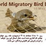  گزارش برنامه روز جهانی پرندگان مهاجر