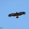 مشاهده سه گونه عقاب در هفته سوم مهر ماه در پارک شهر تهران